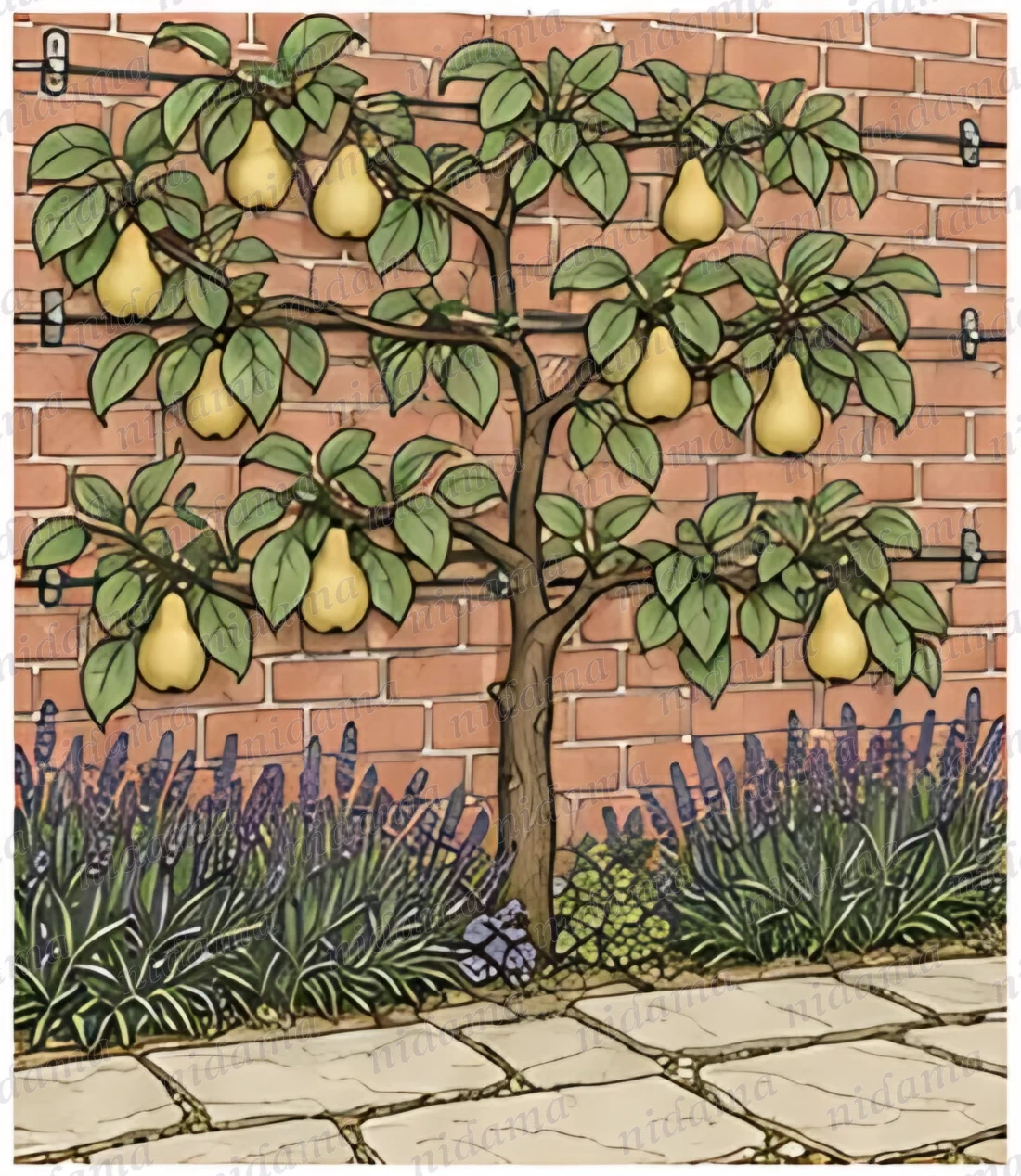 Pears Against the Wall